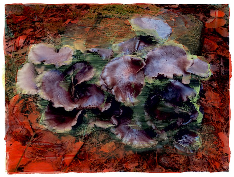 Viviane Sassen • Of Mud and Lotus