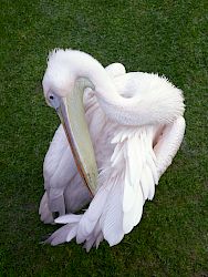 Pelican Vulno