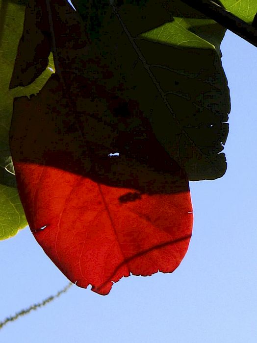 Viviane Sassen • Parasomnia