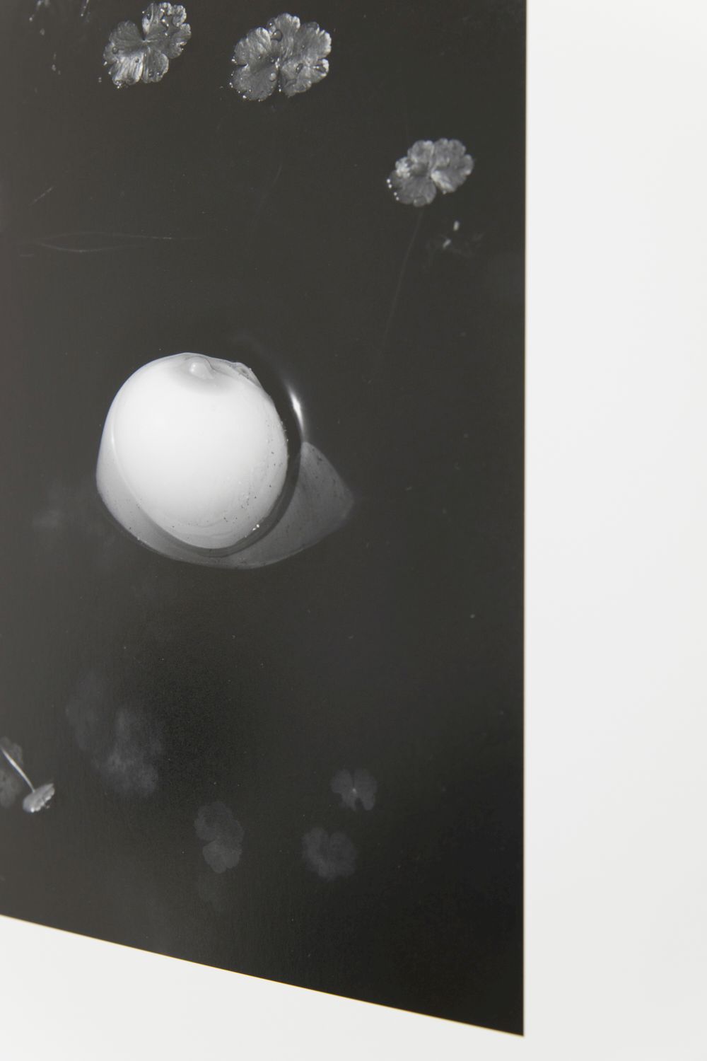 of viviane sassen mud and lotus サイン入り Viviane Sassen • installation views • Of Mud and Lotus